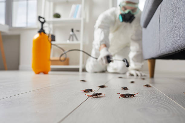 Commercial Rodent Management in French Valley